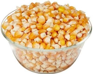 Maíz Amarillo al Por Mayor, Maíz Fresco y Dulce para Consumo Humano, Estilo Seco y Congelado, Producto de Tailandia - Product Image 1