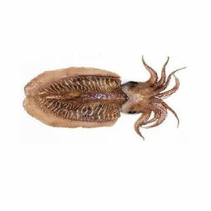 Fournisseur en gros de seiches séchées au soleil emballées entières nettoyées congelées océan qualité supérieure conservées qualité de fruits de mer pour exportation - Product Image 4