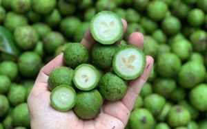 IQF Frozen Dracontomelon Entero y en Rodajas Envasado al Vacío para Exportación - Product Image 5