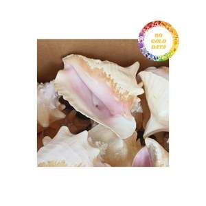 Produit coquillage pour décoration avec une qualité supérieure à un bon prix à partir de 99 données d'or - Product Image 2