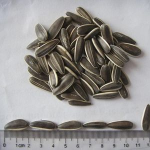 Graines <span class=keywords><strong>de</strong></span> <span class=keywords><strong>tournesol</strong></span> séchées brutes bio <span class=keywords><strong>de</strong></span> haute qualité <span class=keywords><strong>à</strong></span> bas prix, vente en gros directe usine Mongolie Intérieure, variétés 361, 363, T5, T6, récolte fraîche - Product Image 4