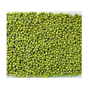 天然绿色绿豆/全墨豆的最佳出厂价格大量供应