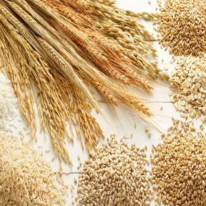 Barley Malt for Beer Production For Sale--**-