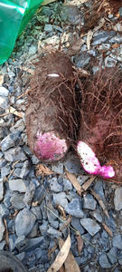 Ñame morado congelado vietnamita, textura suave y cremosa, ideal para hornear batidos, servicios de catering y suministro de alimentos a granel - Product Image 6