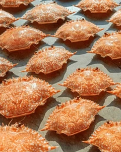 PREMIUM CRAB SHELL FOR <b>ANIMAL</b> <b>FEED</b> AND FERTILIZER - Product Image 5