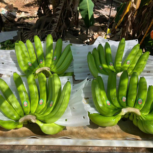 <b>Fresh</b> <b>Bananas</b> Cavendish G9 Bulk Supply Made From Tropical Fruit For Retail Distribution Vietnam by 99 Gold Data - Product Image 1