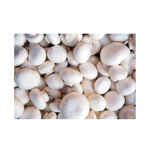 Hongos Champiñones Blancos Enteros, Frescos y Congelados - Alta Calidad y Frescura Garantizadas - Product Image 6