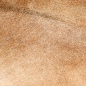 Luxury Western Decor Cowhide <b>Rug</b> Handmade <b>Round</b> Natural Cow Hide Carpet for <b>Outdoor</b> and Hotel Use Washable-for Living Room - Product Image 4