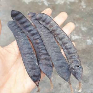 Fournisseurs de Fructus Gleditschiae, locustier à miel, sec, bonne qualité - Product Image 6