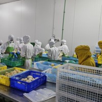 Premium Khey Taladthai Gehele IQF Diepvries Durian Monthong bij piekrijpheid, rijke romige smaak, Thailand