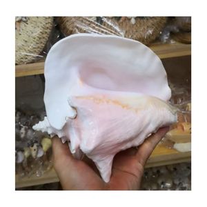 COQUILLE DE CONQUE ROSE DE TAILLE ÉNORME COQUILLE DE MER RARE NATURELLE TROUVÉE AU VIETNAM COQUILLE DE MER DE CHARME POUR LA DÉCORATION DE LA MAISON ET DE LA FÊTE - Product Image 3