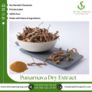 Extracto seco de Punarnava de primera calidad para empresas B2B, suministro a granel para productos a base de hierbas, cuidado de la piel y aplicaciones industriales - Product Image 2
