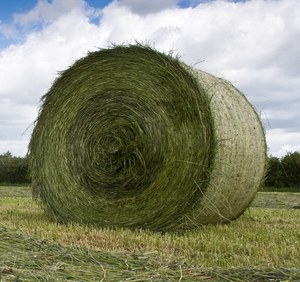 High Quality Rhodes <b>Grass</b> Hay Dried Animal Feed for Cattle Fish <b>Dog</b> Pig Horse Rabbit Protein Rich Alfalfa Hay for Sale - Product Image 5