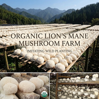 Poudre d'extrait de Hericium Erinaceus (Crinière de lion) en vrac sous marque privée, pure et biologique, double extrait de champignon Crinière de lion