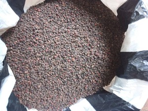 Poivre Sauvage Voatsiperifery de Madagascar Qualité Supérieure en Vrac Naturel Séché Poivre Noir VANILLE HARVEST 24 Herbes Simples Épices - Product Image 4