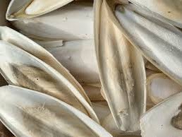 Vendre de grandes quantités d'os de calmar à bon prix et de haute qualité - Product Image 4