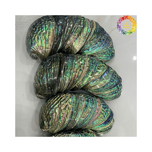 Coquille d'ormeau naturel parfait pour l'artisanat fournitures artisanat fabrication de bijoux à la main artisanat naturel coquillages décor à la maison bleu - Product Image 3