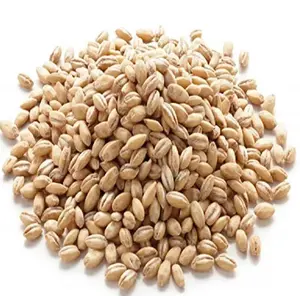 Wholesale 100% Organic Barley for Malt Barley Grain / Ukraine Great Barley for Sale in Bulk