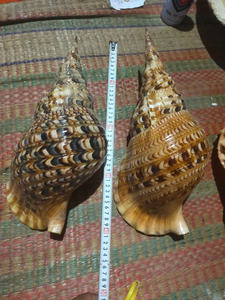 Concha de mar natural, trompeta de concha marina para decoración de restaurantes costeros, eventos temáticos marinos, suministros para decoración de mesas - Product Image 5