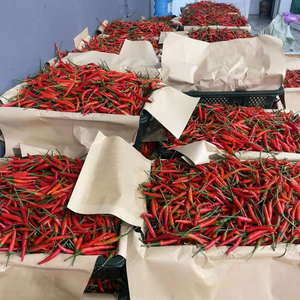 Bao Tram Anh Vietnam Company suministra Chile fresco en grandes cantidades al precio más barato - Product Image 2