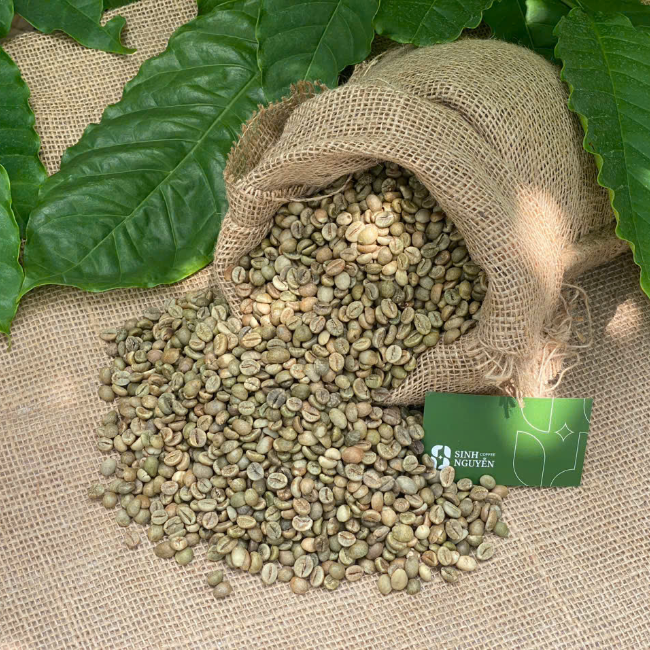 Высококачественные кофейные зерна Robusta, обработанные медом, лучший продавец из Вьетнама, полезные жареные зеленые бобы по низкой цене