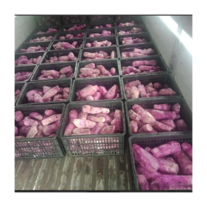 มันเทศสีม่วง2025จากเวียดนามที่สดใหม่และเป็นไปตามธรรมชาติสั่งซื้อจำนวนมากสำหรับผู้นำเข้าทั่วโลก - Product Image 3