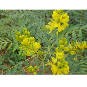 Fournisseur en gros de feuilles de séné pour les produits nutritionnels, les aliments fonctionnels, les thés et les utilisations cosmétiques, disponible au prix d'usine en provenance d'Inde - Product Image 1