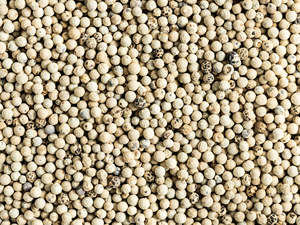 พริกไทยขาวพรีเมียม-บริสุทธิ์ 99% ขนาด 3-4 มม. พริกไทยบดจากเวียดนามเพื่อความเป็นเลิศในการทำอาหาร - Product Image 3