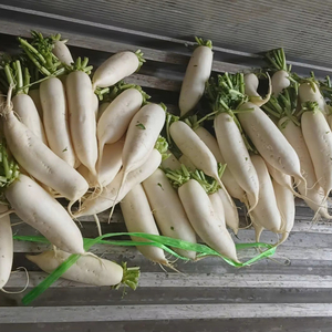 Rábano fresco a granel barato del proveedor Bao Tram Anh Vietnam - Product Image 3