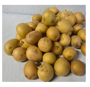 Fresh Premium Grade Potatoes 45mm 90mm Sizes Available for Export Bulk Supply Directly Farms Ensuring Top Quality Freshness - Product Image 1