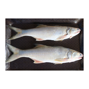 Filets de saumon kéta sauvage congelés de haute qualité frais et conservés dans la nature entiers avec tête et graisse emballés en vrac - Product Image 5