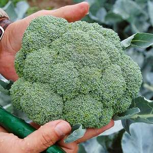 Brócoli Fresco Orgánico de Alta Calidad 'Green Sprouting' (Calabrese) 1 kg con 24 Días de Duración en Almacenamiento en Venta - Product Image 2