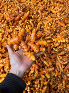 Curcuma congelé entier/tranches/hachis, Curcuma congelé Vietnam-Épices fraîches - Product Image 5