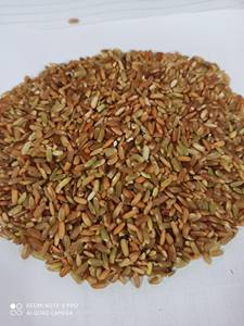 Riz rouge à prix compétitif / Riz long grain naturel, sans danger, à haute teneur en amidon, riz rouge Ms Sophie - Product Image 6