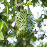 Guanabana Smoothies Van 100% Pure Zuurzak Fruit Bevroren Met Lage Prijs