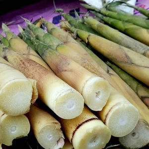 Brotes de bambú enlatados enteros de Vietnam nueva cosecha a granel al por mayor frescos envasados listos para servir - Product Image 1