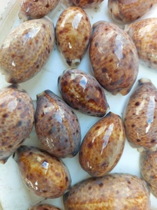 Conchas de cauri de tigre naturales hechas a medida Acabado pulido Tamaños surtidos Suministro a granel para la fabricación de joyas y artesanías decorativas - Product Image 3