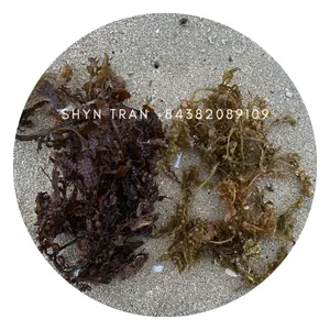 Dried Sargassum For Animal Feed/ Raw Sargassum Seaweed Cheap Price from Vietnam // Shyn Tran +84382089109
