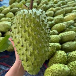 Soursop frais du Vietnam de qualité supérieure pour l'exportation et la vente en gros - Product Image 5