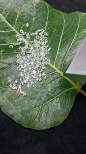 เพชรธรรมชาติสีที่ดีที่สุด0.20 VVS FGH กับ0.30 - Product Image 5