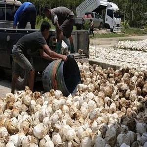 Morceau de tasse en caoutchouc de qualité supérieure/morceau de tasse en caoutchouc Na.tural Drc de 72% - Product Image 5