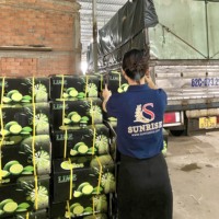 Citron vert frais/citron sans pépins de qualité supérieure du Vietnam 10 kg (WhatsApp Mme Pinky +84 359268 345)