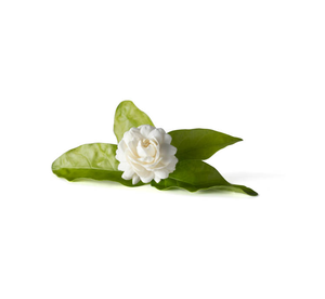 Huile essentielle de thé blanc de marque privée en gros 100% huile de thé blanc de distillation à la vapeur organique à vendre - Product Image 1