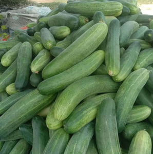 Cucumber Seeds Fresh Non-GMO - Product Image 2