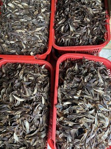 Operculum de Murex de Alta Calidad, Placa de Concha Seca Premium, Perfecta para Manualidades, Resina, Arte, Joyería, Decoración del Hogar, Accesorios, Vietnam - Product Image 3