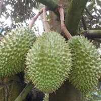 Vietnam Verse Durian Type Monthong Durian Ri6 Durian Premium Kwaliteit Beste Prijs 84931442377