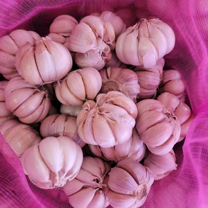 Ajo Seco Vietnamita Único 100% Natural 12 Meses de Duración para Exportación al por Mayor - Product Image 1