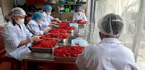 FROZEN GAC MOMORDICA <b>FRUIT</b> and DRIED GAC MOMORDICA <b>FRUIT</b> DRIED <b>FRUIT</b> FROM BLUE LOTUS FARM VIETNAM 2024 - Product Image 5