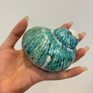 Matériau océanique vietnamien naturel coquillage parfait pour l'artisanat, la décoration intérieure et la fabrication de bijoux - Product Image 5