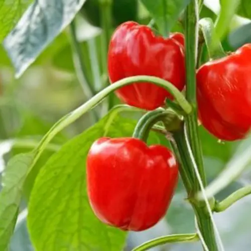 Competitive price grade fine Capsicum 2022 professional supplier Ms Hana